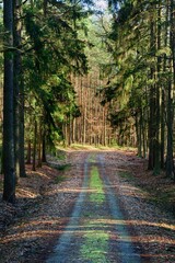 a journey through the autumn forest