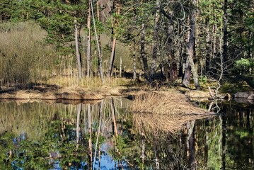 Picturesque Forest Pond Reflecting Surroundings