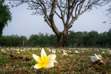 Frangipani flower in Sukhothai, Thailand
