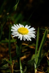 Close-up of a Daisy Flower Petal
