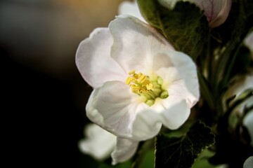 Macro Close-up of an Apple Blossom