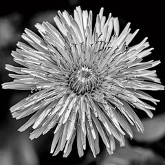 Monochrome Close-up of a Dandelion Flower