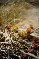 Detailed Macro Shot of a Small Doubtful Stonecrop Succulent