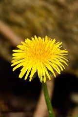 Close-up of a Dandelion Flower