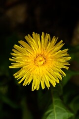 Close-up of a Dandelion Flower