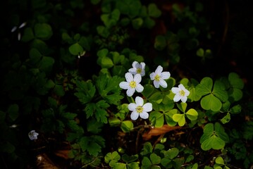 Spring Anemone Flowers