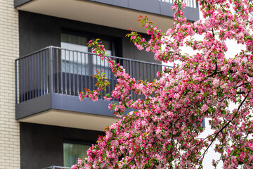modern apartment building, dark facade in the background, with large panoramic windows and balconies. Tree blossoms in front of the house in spring