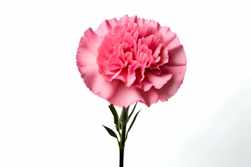 pink dahlia isolated on white