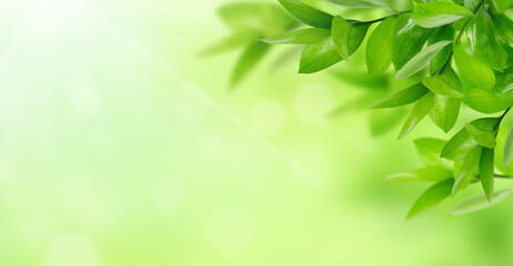 Green nature banner background, fresh leaves on green background. Eco concept