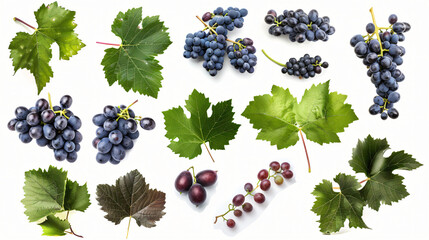 Various ripe wine grapes and vine leaves isolated