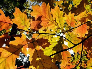 Colorful rusty red oak leaves in autumn against the light (contre-jour)