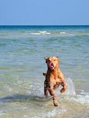 Happy Labrador Retriever dog enjoying a swim in the sea on Samui island