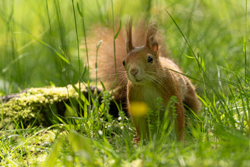Close up of the curious squirrel in the grass