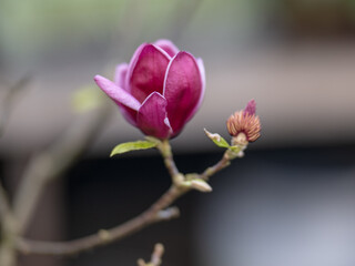 a small purple flower is on the branch of a tree