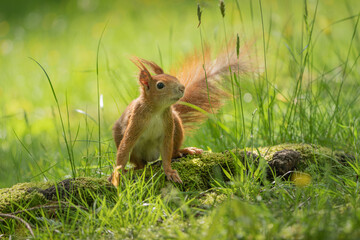 Close up of a squirrel on the dead branch between the grass on a sunny day