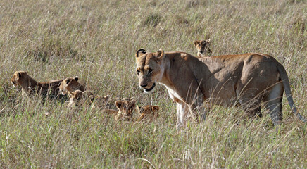 Lion cubs with mom lioness