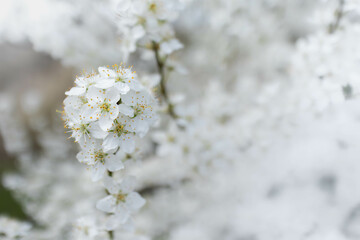 Spring background with white blossoms