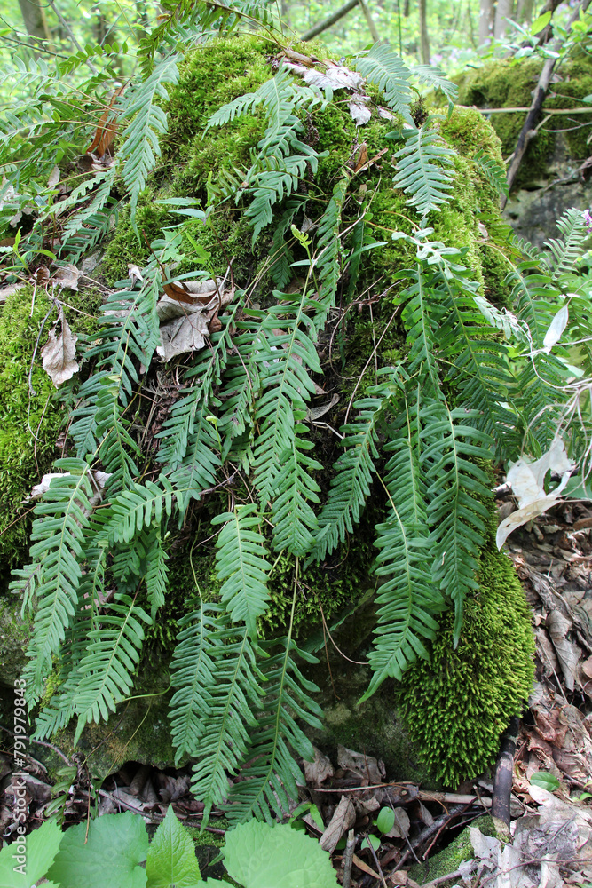 Sticker fern polypodium vulgare grows on a rock in the woods