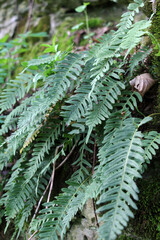 Fern Polypodium vulgare grows on a rock in the woods