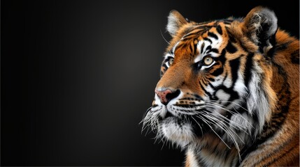 Fototapeta premium A tight shot of a tiger's eye against a black backdrop, concealing the rest of its face ..OR..Intense view