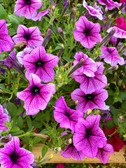 Close-up of vibrant pink and patterned petunias with delicate dew drops, showcasing the intricate...