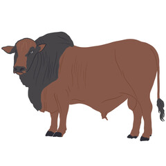 illustration of a bull