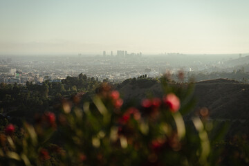 Landscape view of the city of Los Angeles from the Hollywood hills during Sunset