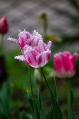 Beautiful blooming tulip. Close up. Garden decoration. Vertical shot.