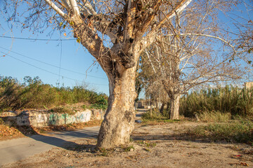 Vega Baja del Segura - Orihuela afueras de la ciudad junto al río en zona del Camino de San Pedro