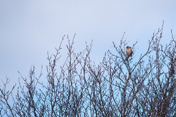 The Eurasian chaffinch, common chaffinch, chaffinch (Fringilla coelebs)