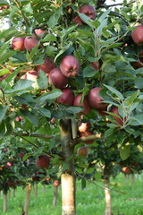 Ripening apples variety Jeromine from Red Delicious group, early autumn orchard.