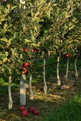 Apple orchard under anti hail nets, early autumn orchard with red ripening apples Gala Schinico Red variety, orchard with last red apples partly harvested..
