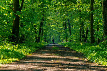 Man with two dogs strolling through woods on shaded path
