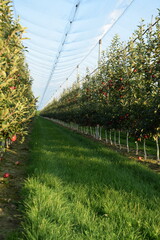 Apple orchard under anti hail nets, early autumn orchard with red ripening apples Gala Schinico Red...