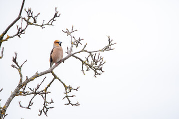 The hawfinch (Coccothraustes coccothraustes) 