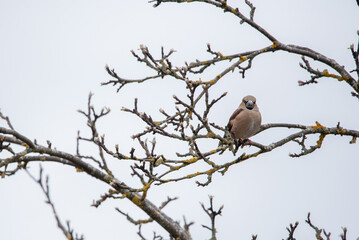 The hawfinch (Coccothraustes coccothraustes) 
