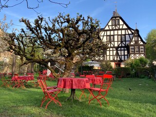Weingarten am historischen Dreigiebelhaus in Kröv an der Mosel im Frühling