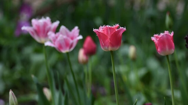 Beautiful blooming tulip. Close up. Garden decoration. 