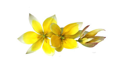 Botanical tulip tarda flowers isolated on white background