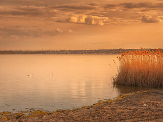 two swans swimming in calm water of lake in golden hour of sunset with sky tobacco colours