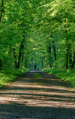 A dirt road cuts through a lush plant community in a green forest