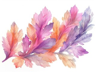Acanthus colorful flower watercolor isolated on white background