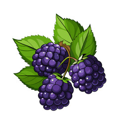 Fototapeta premium Blackberry fruit berry summer cartoon style on white background