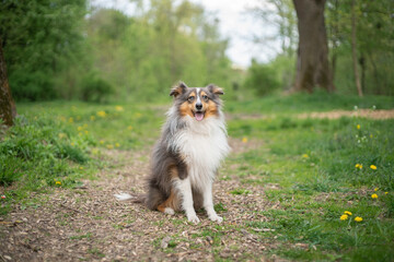 Cute fluffy gray tricolor dog shetland sheepdog. Happy sheltie in park