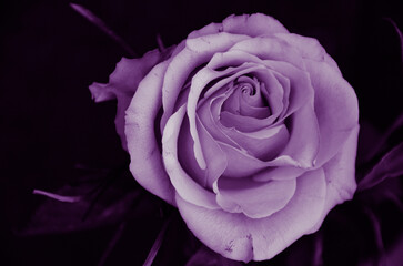 Rose flower on a black background - violet photo