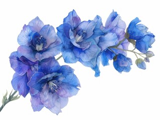 Delphinium colorful flower watercolor isolated on white background