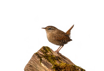 portrait of a small wren bird standing on a stump on a white isolated background - 791986273