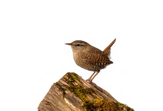 portrait of a small wren bird standing on a stump on a white isolated background