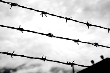Three strands of barbed wire on the impassable border of the protected area in black and white...