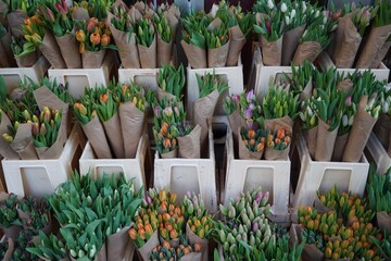 tulips on the market